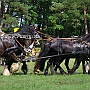 Friese+Shire_Horse-G2_5a(14)