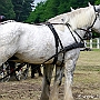 Shire_Horse_G3_2a_1(12)
