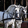 Shire_Horse_G3_2a_1(3)