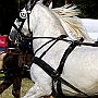 Shire_Horse_G3_2a_1(6)