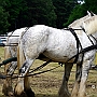 Shire_Horse_G3_2a_1(7)