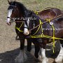 Shire_Horse-G12a(1)