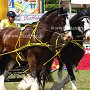 Shire_Horse-G12a(10)