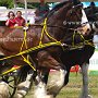 Shire_Horse-G12a(11)