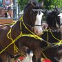 Shire_Horse-G12a(12)