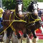 Shire_Horse-G12a(13)
