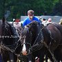Shire_Horse-G12a(15)
