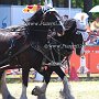 Shire_Horse-G12a(17)