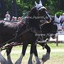 Shire_Horse-G12a(18)