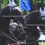 Shire_Horse-G12a(19)