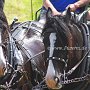 Shire_Horse-G12a(4)