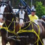 Shire_Horse-G12a(5)