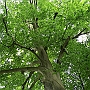 Baum_und_Holz5(3)