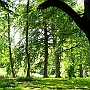 Baum_und_Holz5(4)