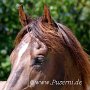 American_Saddlebreed_Horse217(1)
