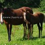 American_Saddlebreed_Horse217(6)