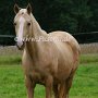 Golden_American_Saddlebreed_Horse66(1)