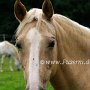 Golden_American_Saddlebreed_Horse66(3)