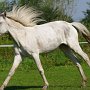 Spanish_Mustang1(138)