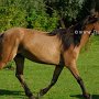 Spanish_Mustang1(15)