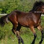 Spanish_Mustang1(88)