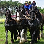 Friese+Shire_Horse-G2_5a(5)