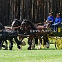 Shire_Horse+Friese-G2_5a(1)