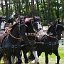 Shire_Horse+Friese-G2_5a(10)