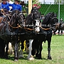 Shire_Horse+Friese-G2_5a(12)
