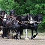 Shire_Horse+Friese-G2_5a(13)