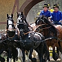 Shire_Horse+Friese-G2_5a(3)