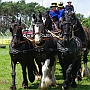 Shire_Horse+Friese-G2_5a(5)