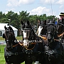 Shire_Horse+Friese-G2_5a(7)