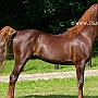 American_Saddlebred_Horse_219(1)