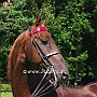 American_Saddlebred_Horse_219(10)