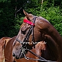American_Saddlebred_Horse_219(11)