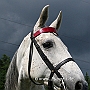 American_Saddlebred_Horse_219(118)