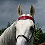 American_Saddlebred_Horse_219(119)