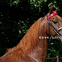 American_Saddlebred_Horse_219(12)