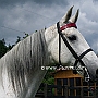 American_Saddlebred_Horse_219(120)