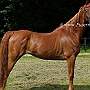 American_Saddlebred_Horse_219(122)