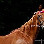 American_Saddlebred_Horse_219(123)