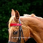 American_Saddlebred_Horse_219(124)