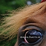 American_Saddlebred_Horse_219(125)