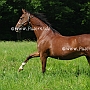 American_Saddlebred_Horse_219(126)