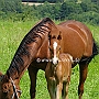 American_Saddlebred_Horse_219(128)