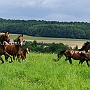 American_Saddlebred_Horse_219(129)