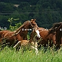 American_Saddlebred_Horse_219(136)