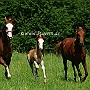 American_Saddlebred_Horse_219(145)
