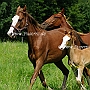 American_Saddlebred_Horse_219(147)